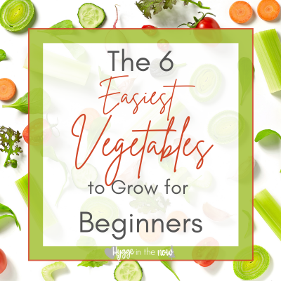 The 6 Easiest Vegetables to Grow For Beginners