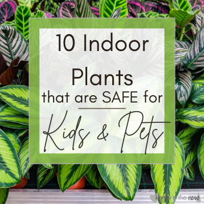 10 Indoor Plants at are Safe for Kids and Pets